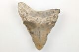 Bargain, 3.16" Fossil Megalodon Tooth - North Carolina - #200725-1